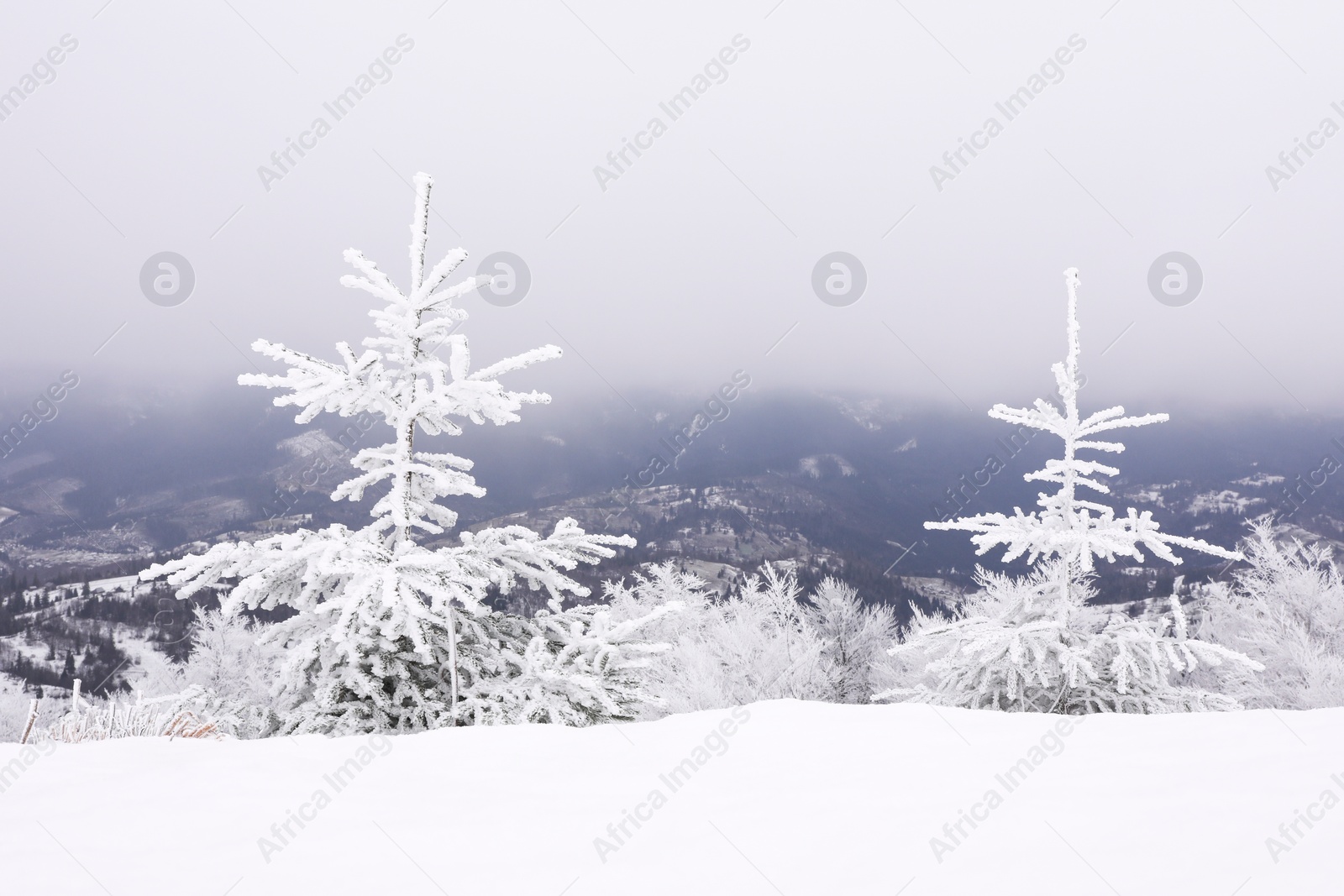 Photo of Picturesque view of trees covered with hoarfrost in snowy mountains on winter day