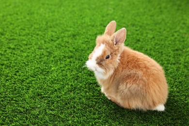 Photo of Cute fluffy pet rabbit on green grass. Space for text