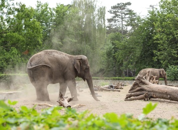 Photo of Beautiful elephant in zoological garden. Wild animal