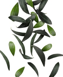 Image of Fresh green olive leaves falling on white background