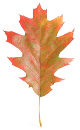 Photo of Autumn season. Oak leaf isolated on white