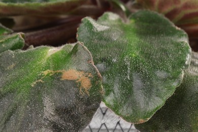 Photo of Potted houseplant with damaged leaves, closeup view
