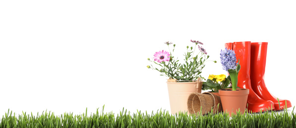 Image of Potted blooming flowers and gardening tools on green grass against white background, space for text. Banner design
