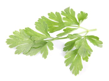 Photo of Sprig of fresh green parsley leaves isolated on white