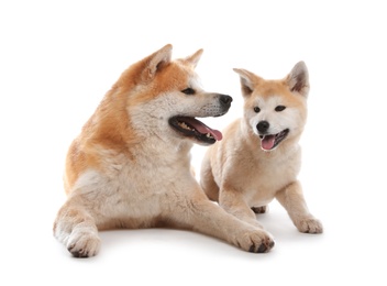 Photo of Adorable Akita Inu dog and puppy isolated on white