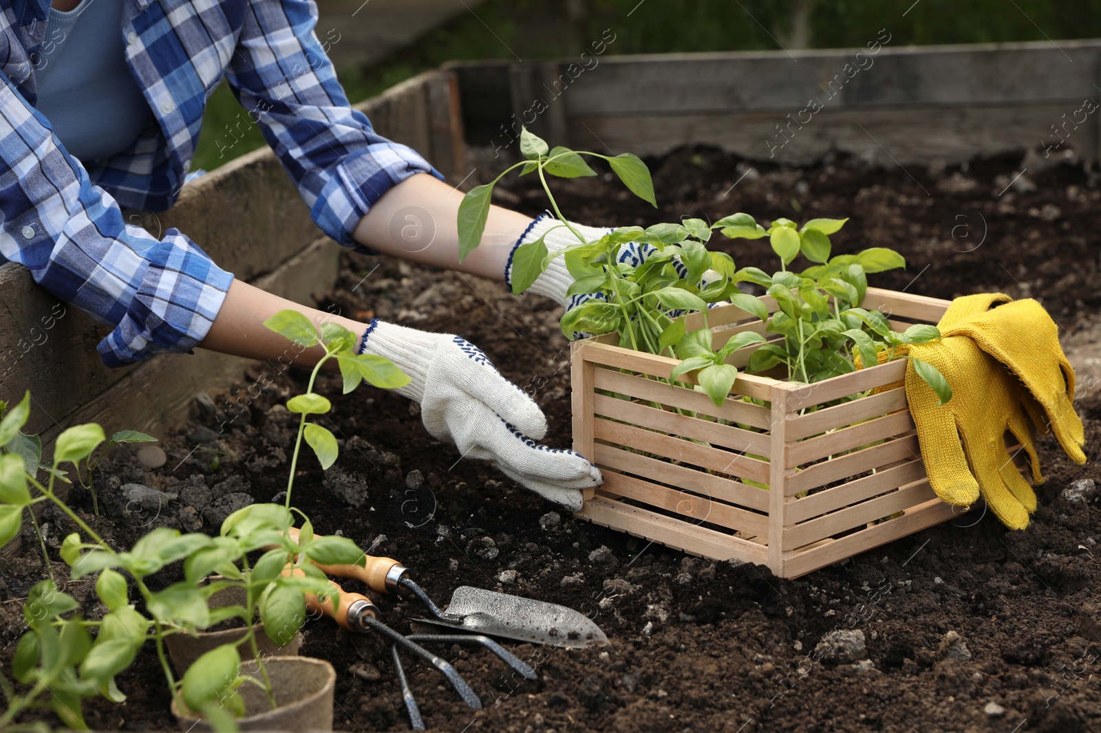 Photo of Woman with wooden crate of seedlings outdoors, closeup. Transplanting plants in soil