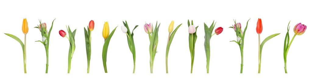 Image of Set of beautiful tulips in different colors isolated on white