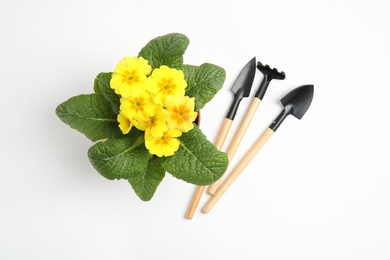 Photo of Blooming flowers and gardening equipment on white background, top view