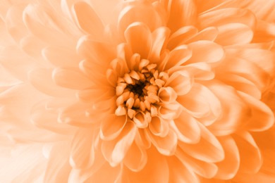 Image of Beautiful chrysanthemum flower as background, closeup. Toned in orange