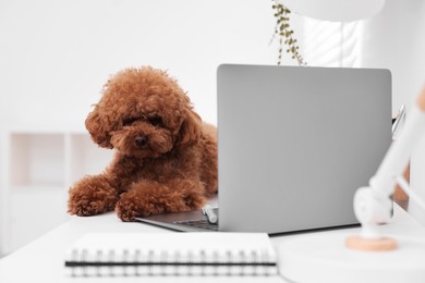 Photo of Cute Maltipoo dog on desk near laptop at home