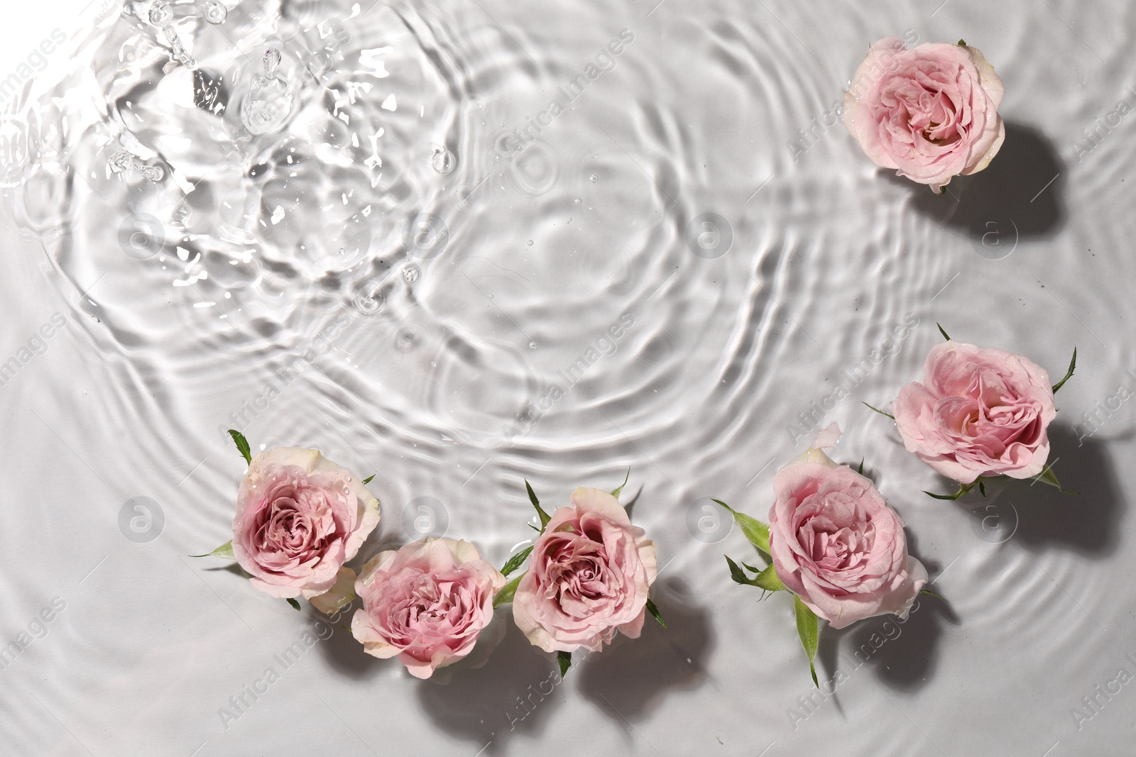 Photo of Beautiful roses in water on white background, top view. Space for text