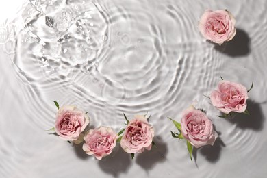 Beautiful roses in water on white background, top view. Space for text