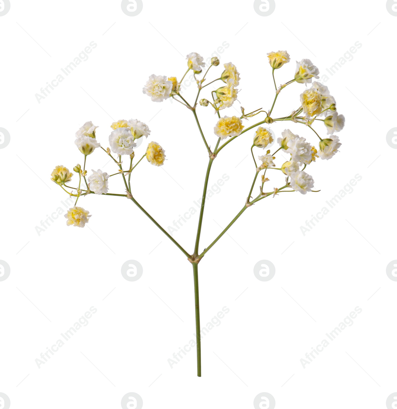 Photo of Beautiful color gypsophila twig isolated on white