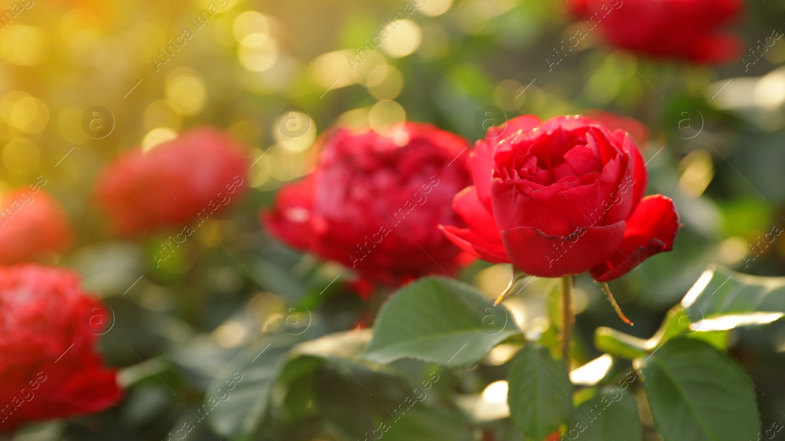 Photo of Beautiful roses in blooming garden on sunny day