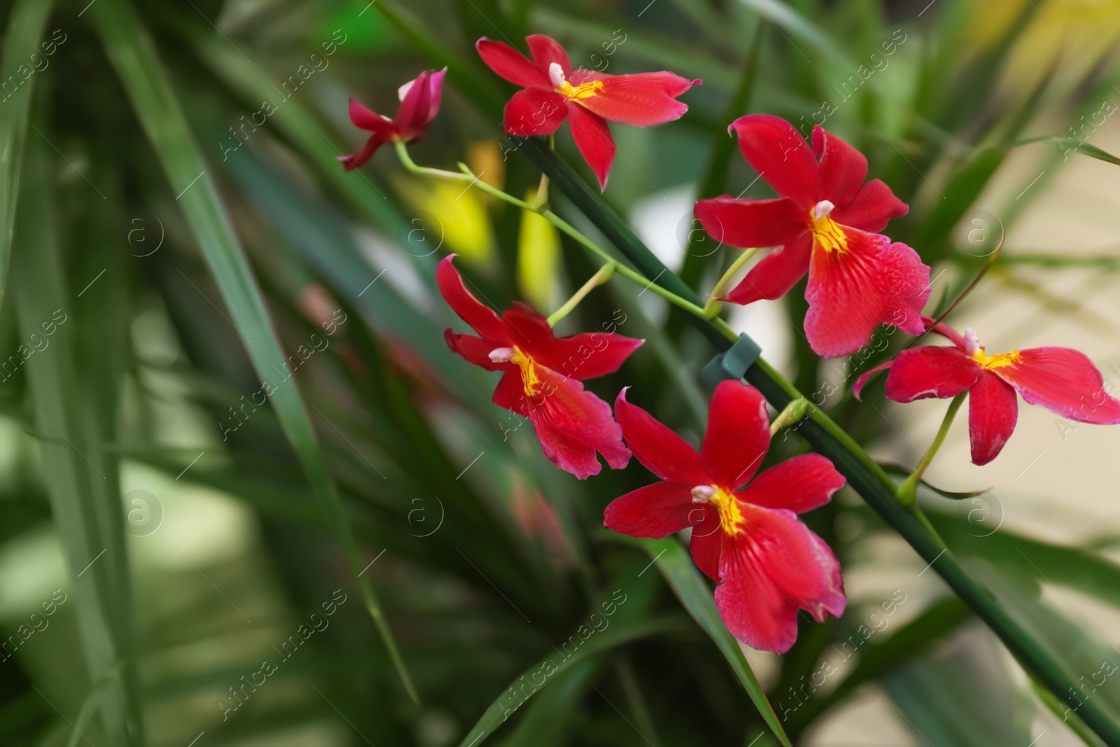 Photo of Beautiful blooming tropical orchid on blurred background, closeup. Space for text