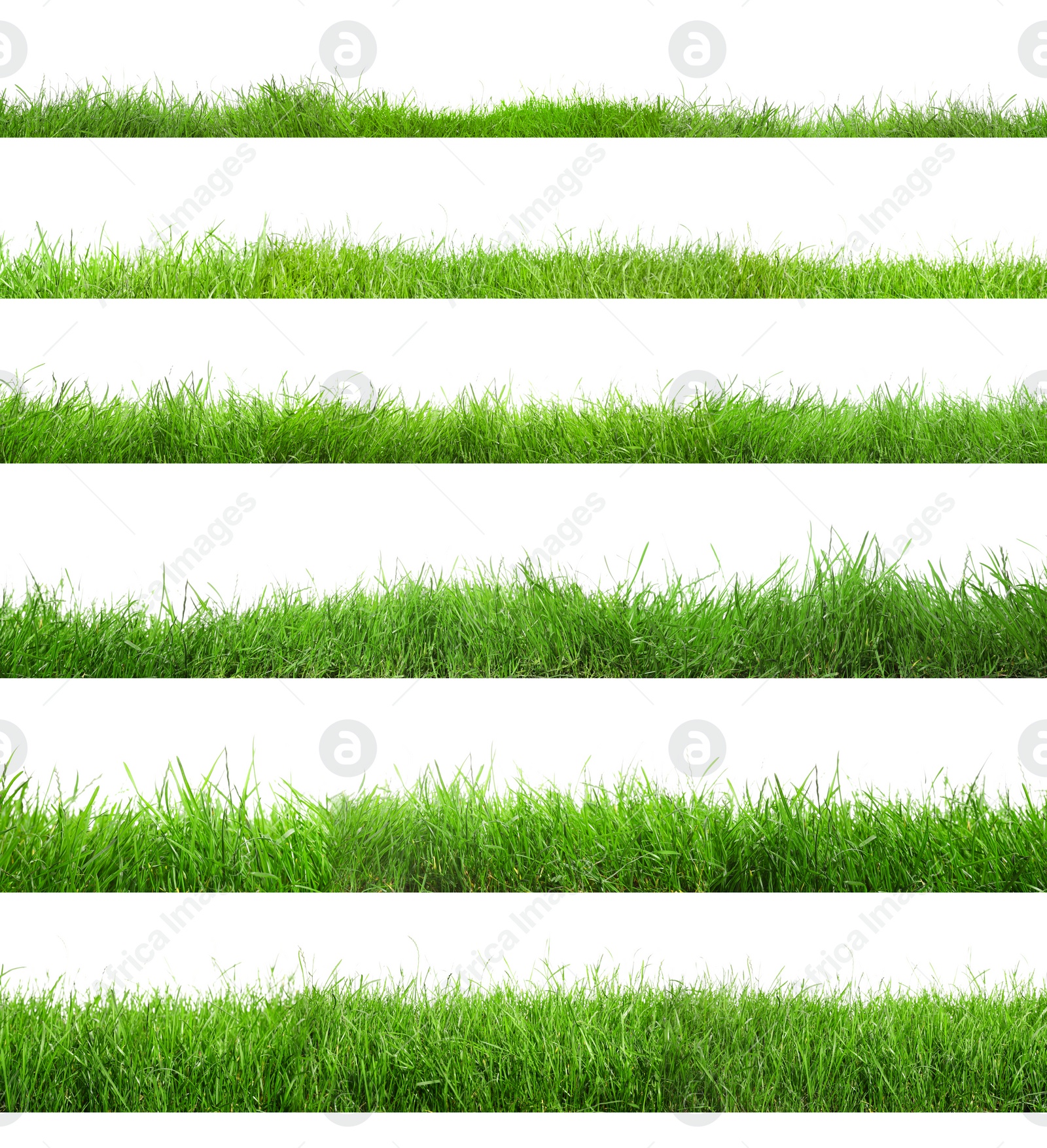 Image of Beautiful lush green grass on white background, collage