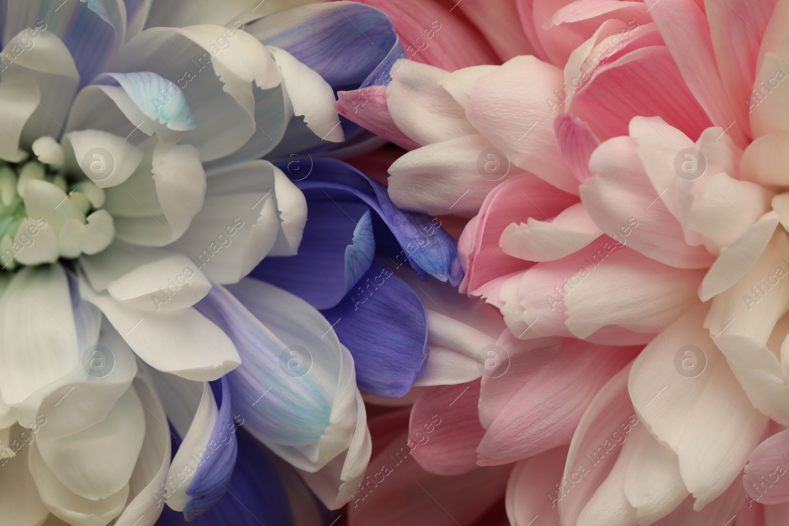 Photo of Beautiful blooming chrysanthemum flowers as background, closeup