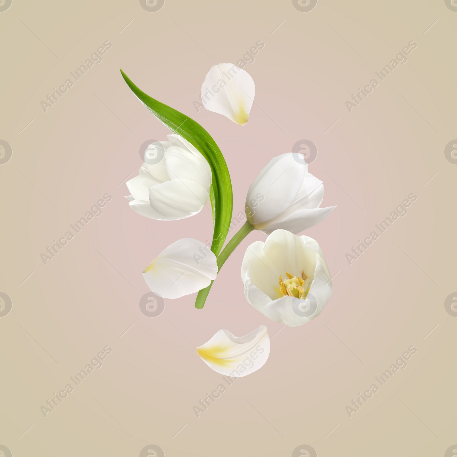 Image of Beautiful white tulips flying on beige background