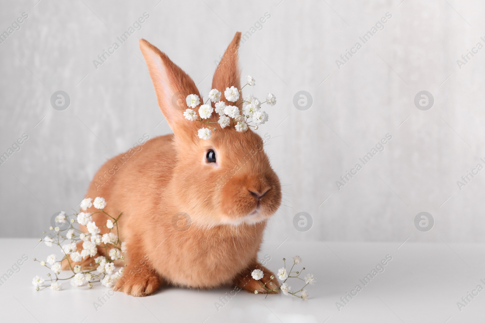 Photo of Adorable bunny with gypsophila flowers on white table against light background. Space for text