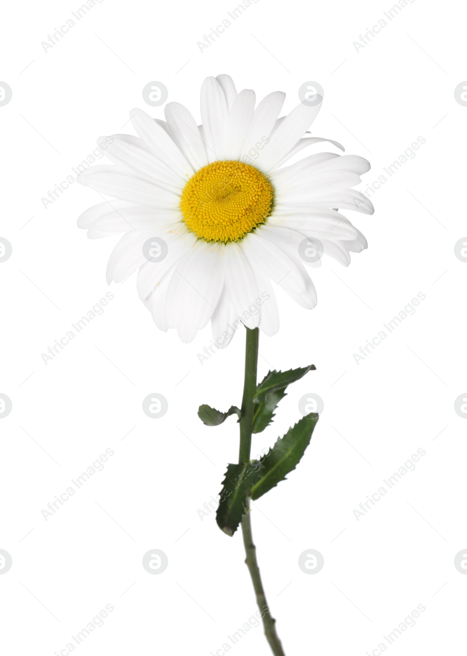 Photo of Beautiful fragrant chamomile flower isolated on white