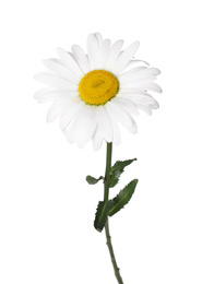 Photo of Beautiful fragrant chamomile flower isolated on white