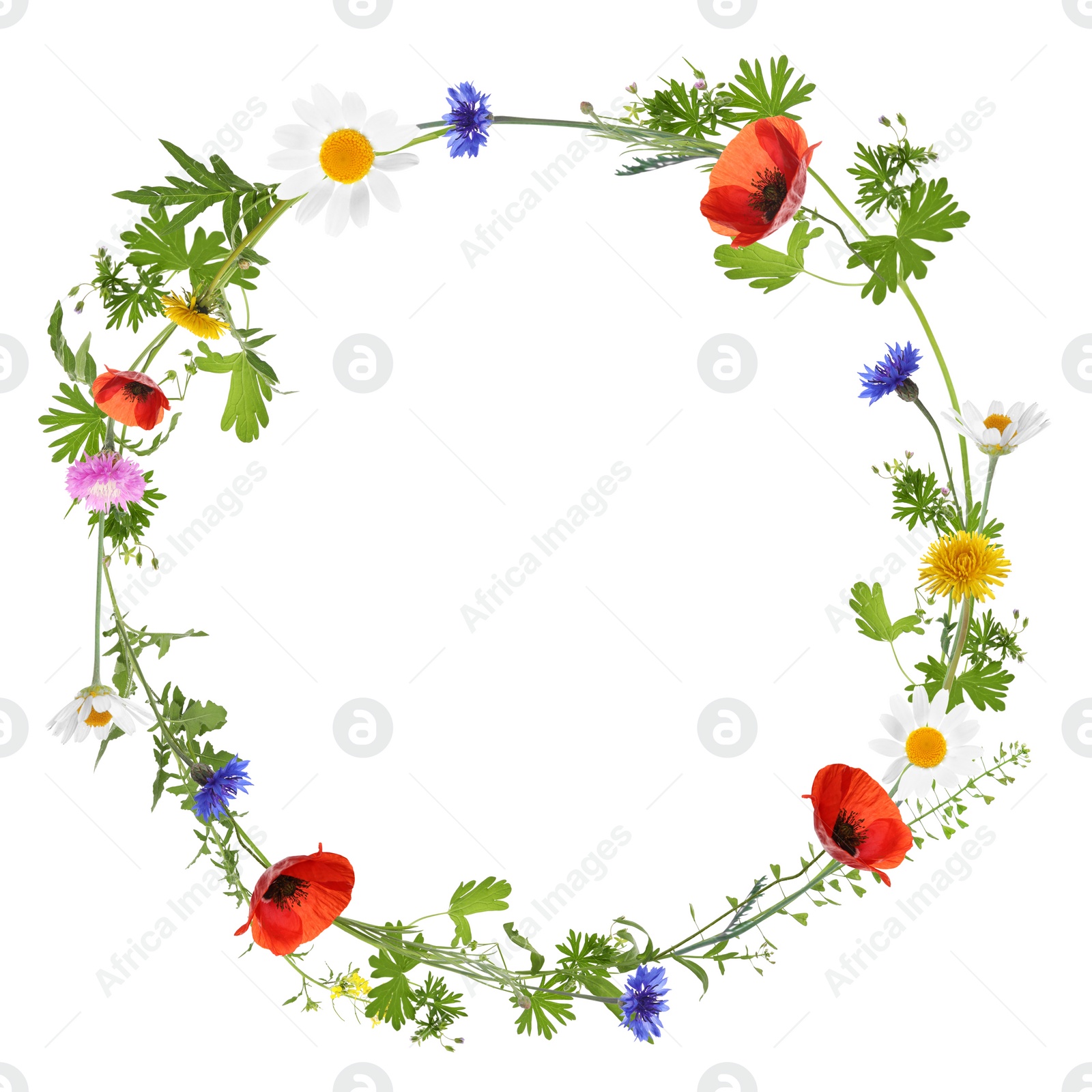 Image of Wreath of beautiful wild flowers isolated on white