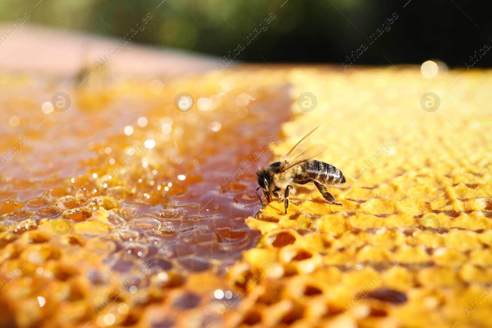 Photo of Closeup view of fresh honeycomb with bee