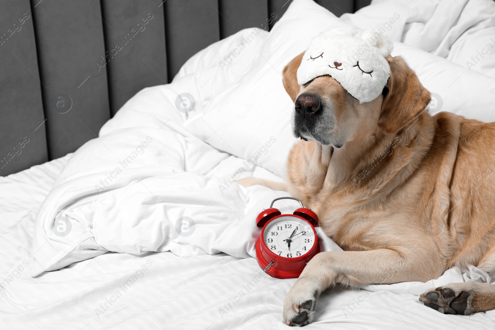 Photo of Cute Labrador Retriever with sleep mask and alarm clock resting on bed, space for text