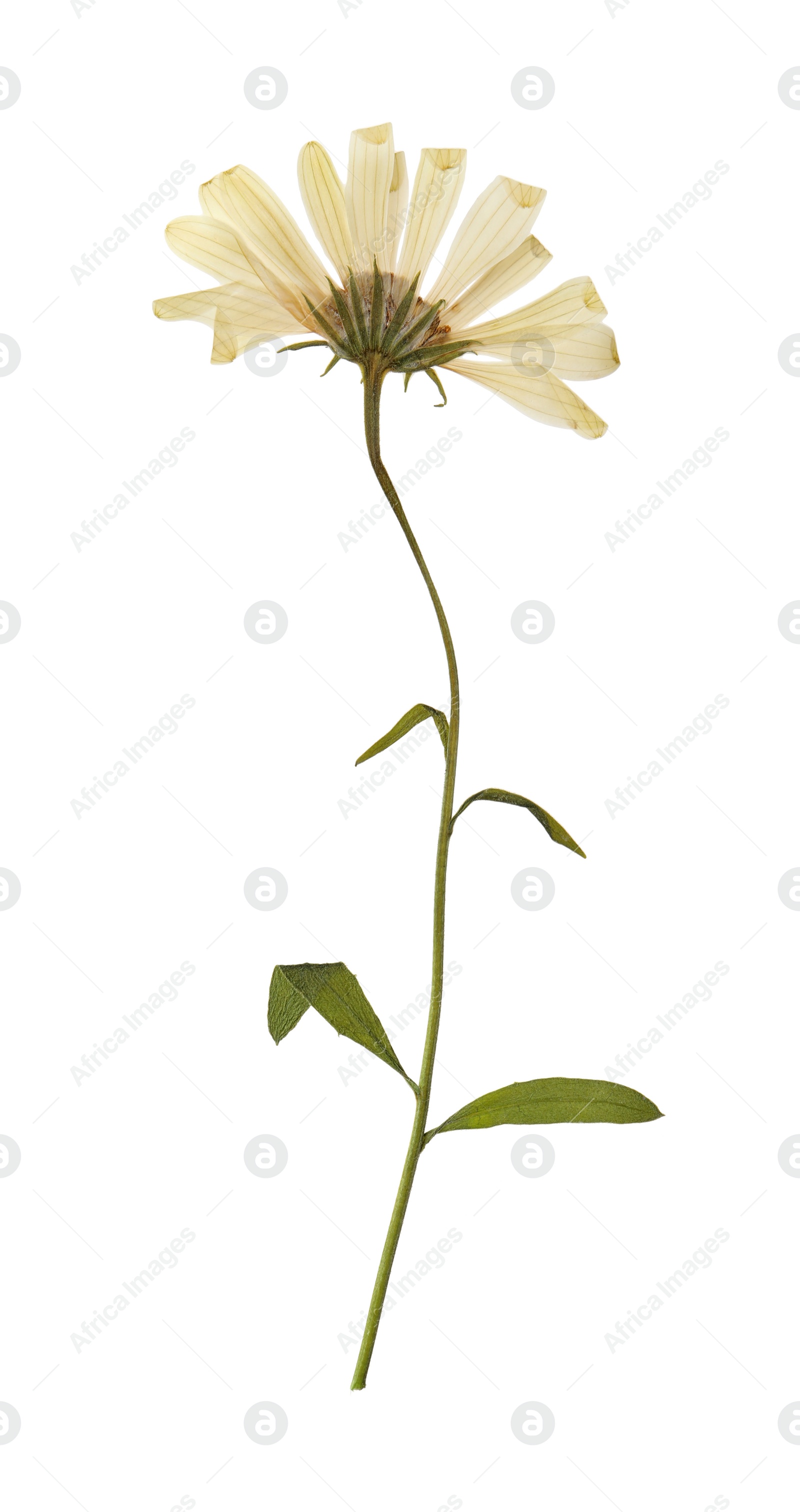 Photo of Wild dried meadow flower on white background