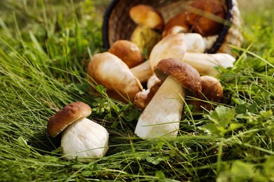 Photo of Closeup view of fresh wild mushrooms outdoors