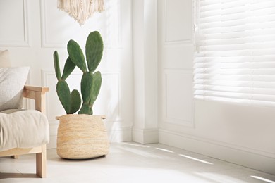 Stylish room interior with beautiful potted cactus