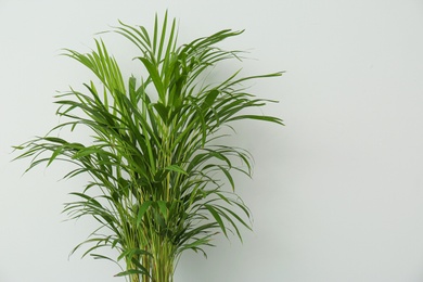 Photo of Exotic house plant against grey background. Space for text