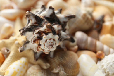 Photo of Many beautiful seashells as background, closeup view
