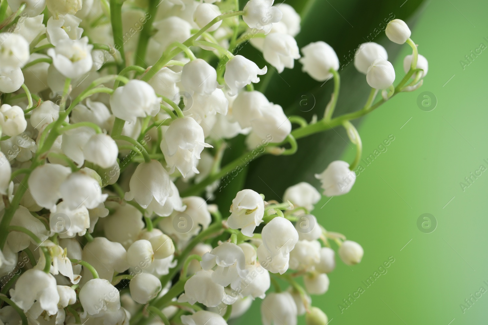 Photo of Beautiful lily of the valley flowers on blurred green background, closeup. Space for text