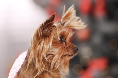 Adorable Yorkshire terrier indoors, closeup. Happy dog