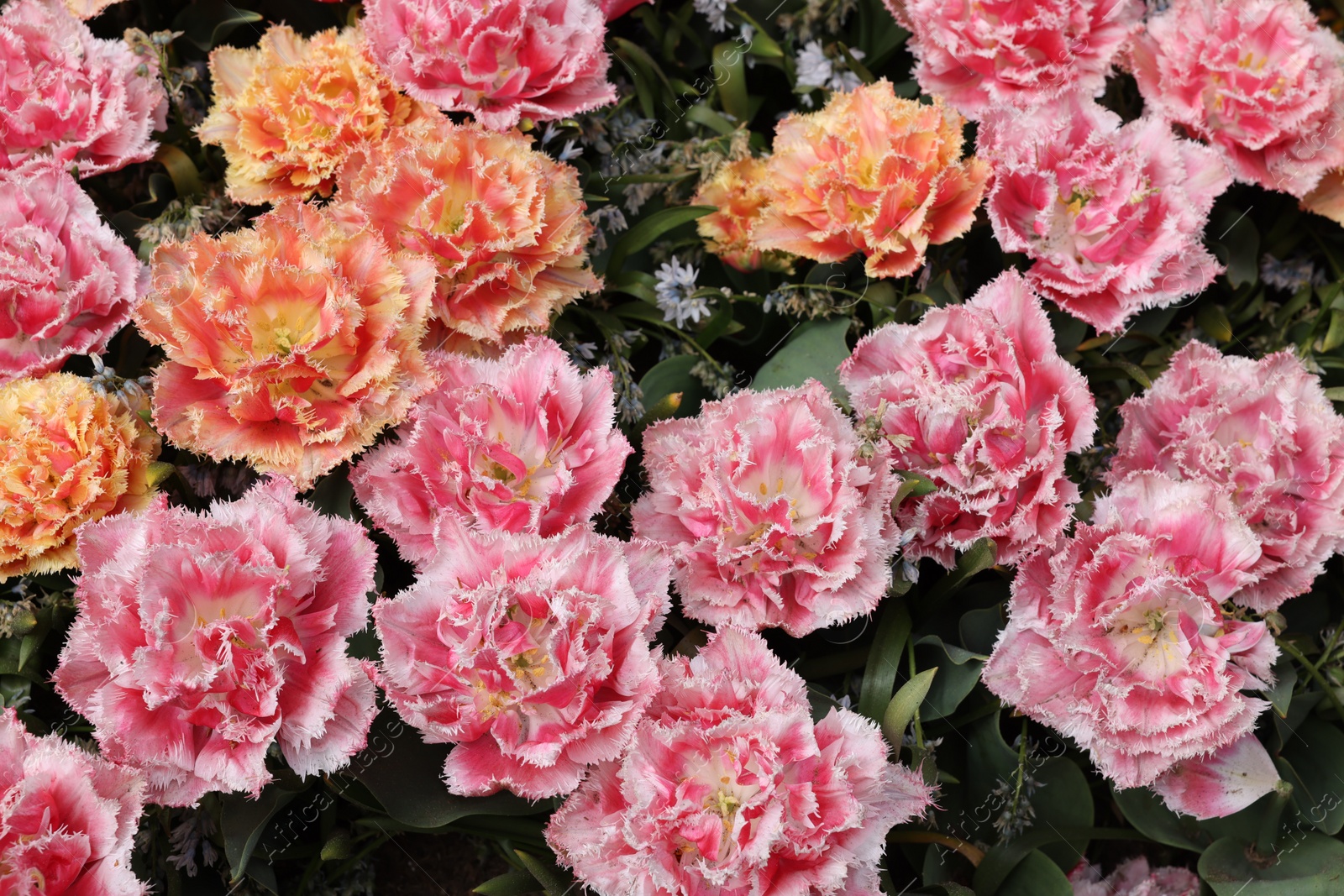 Photo of Many beautiful tulip flowers as background, above view. Spring season