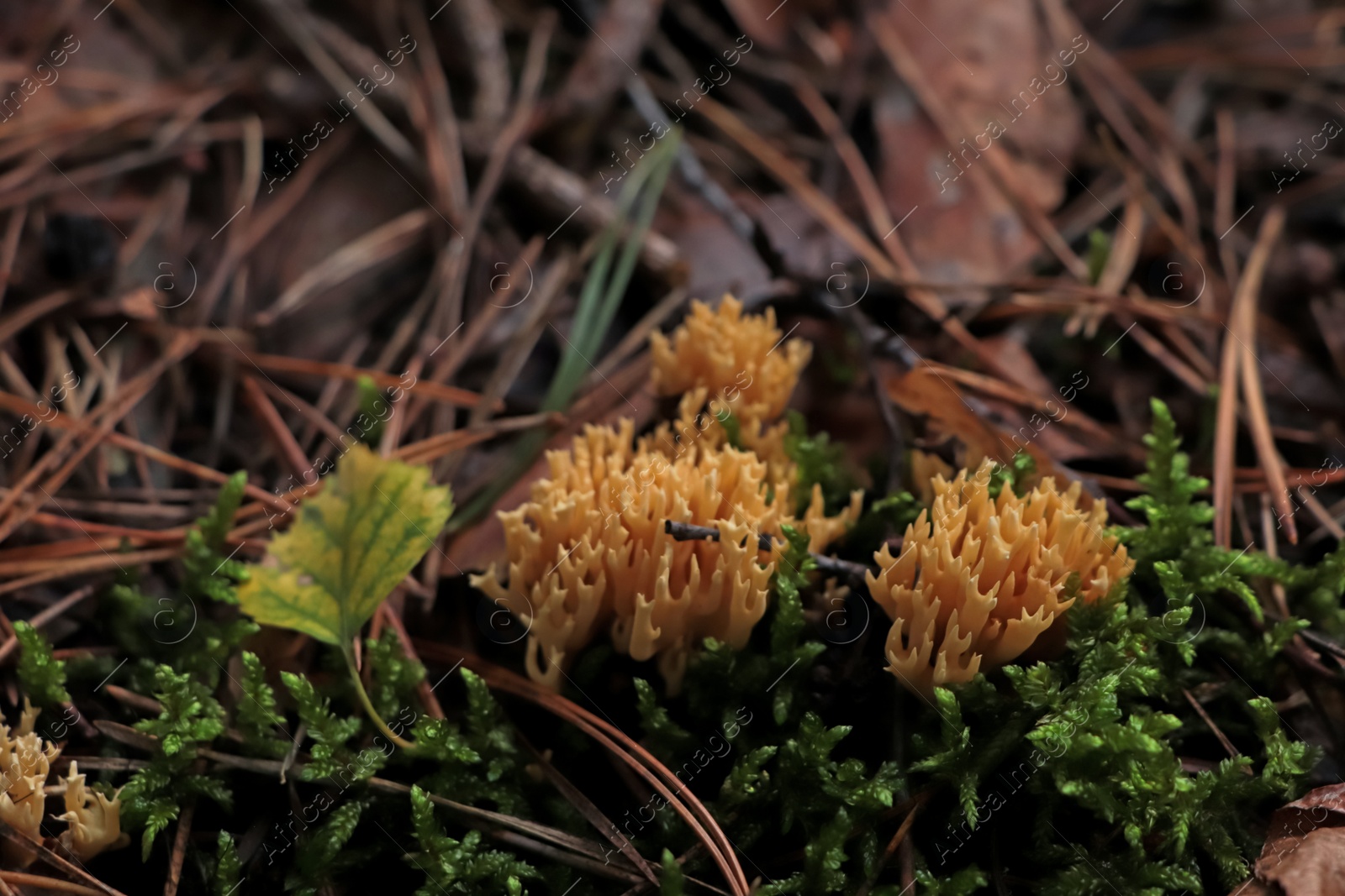 Photo of Ramaria flava mushrooms growing in forest, closeup