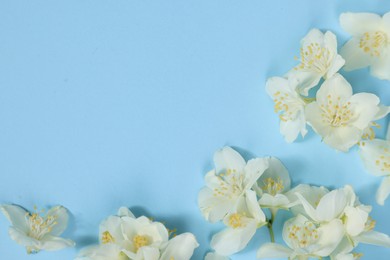 Photo of Beautiful jasmine flowers on light blue background, flat lay. Space for text