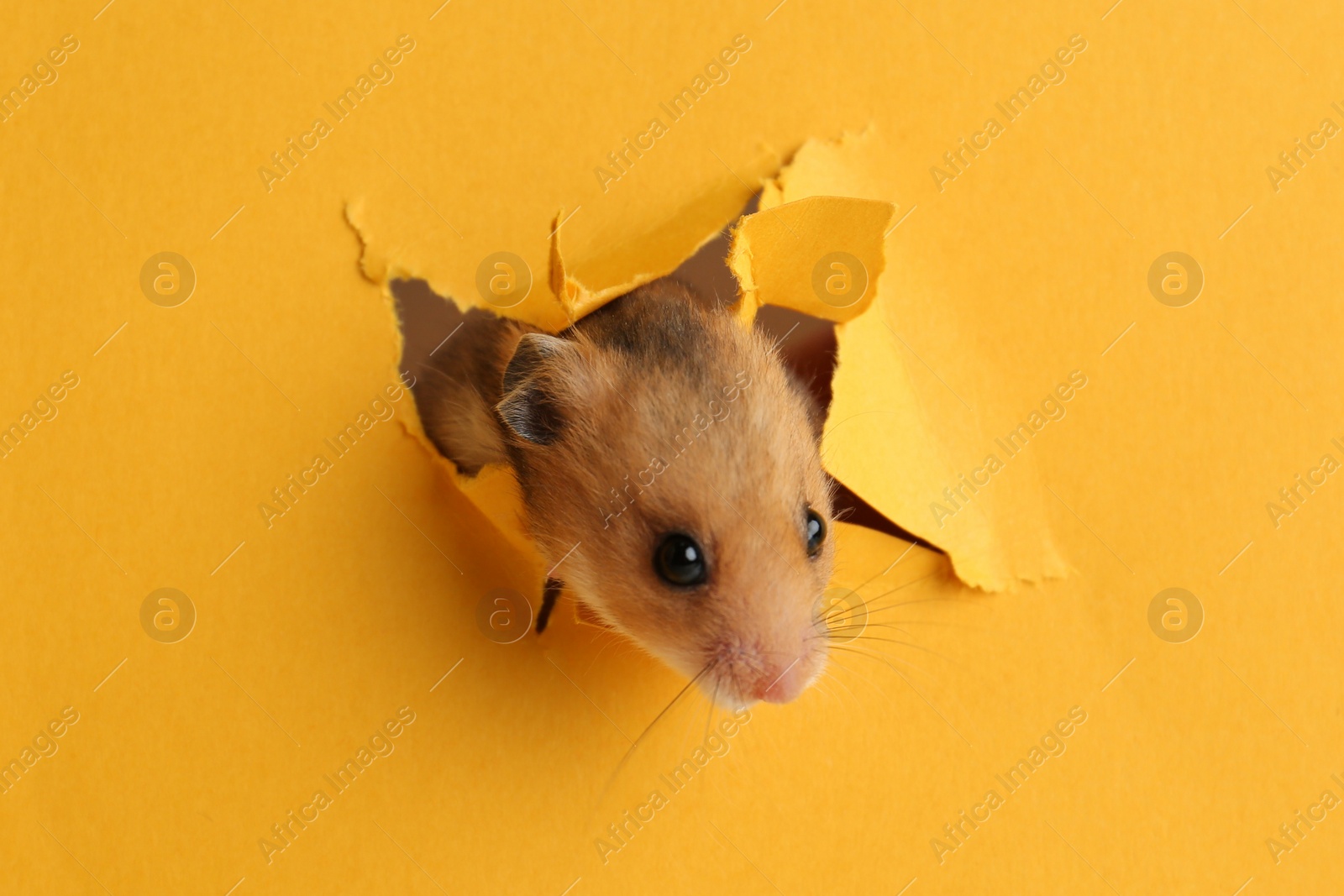 Photo of Cute little hamster looking out of hole in yellow paper