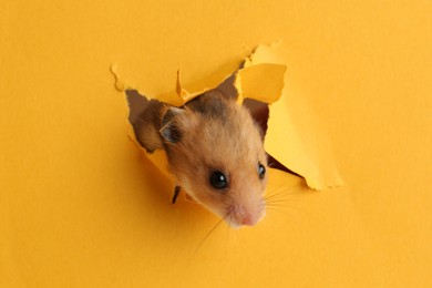 Photo of Cute little hamster looking out of hole in yellow paper