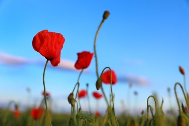 Beautiful blooming red poppy flowers in field against blue sky