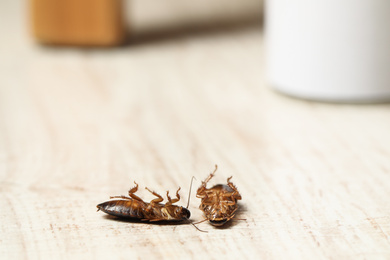 Photo of Dead brown cockroaches on white wooden background, space for text. Pest control