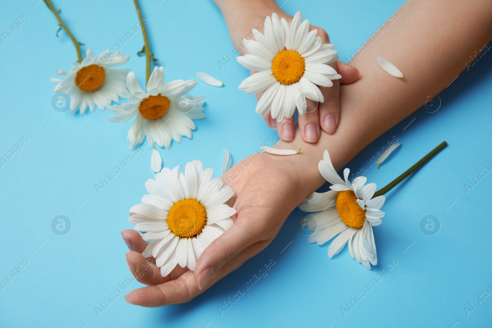 Photo of Woman with beautiful chamomile flowers on color background