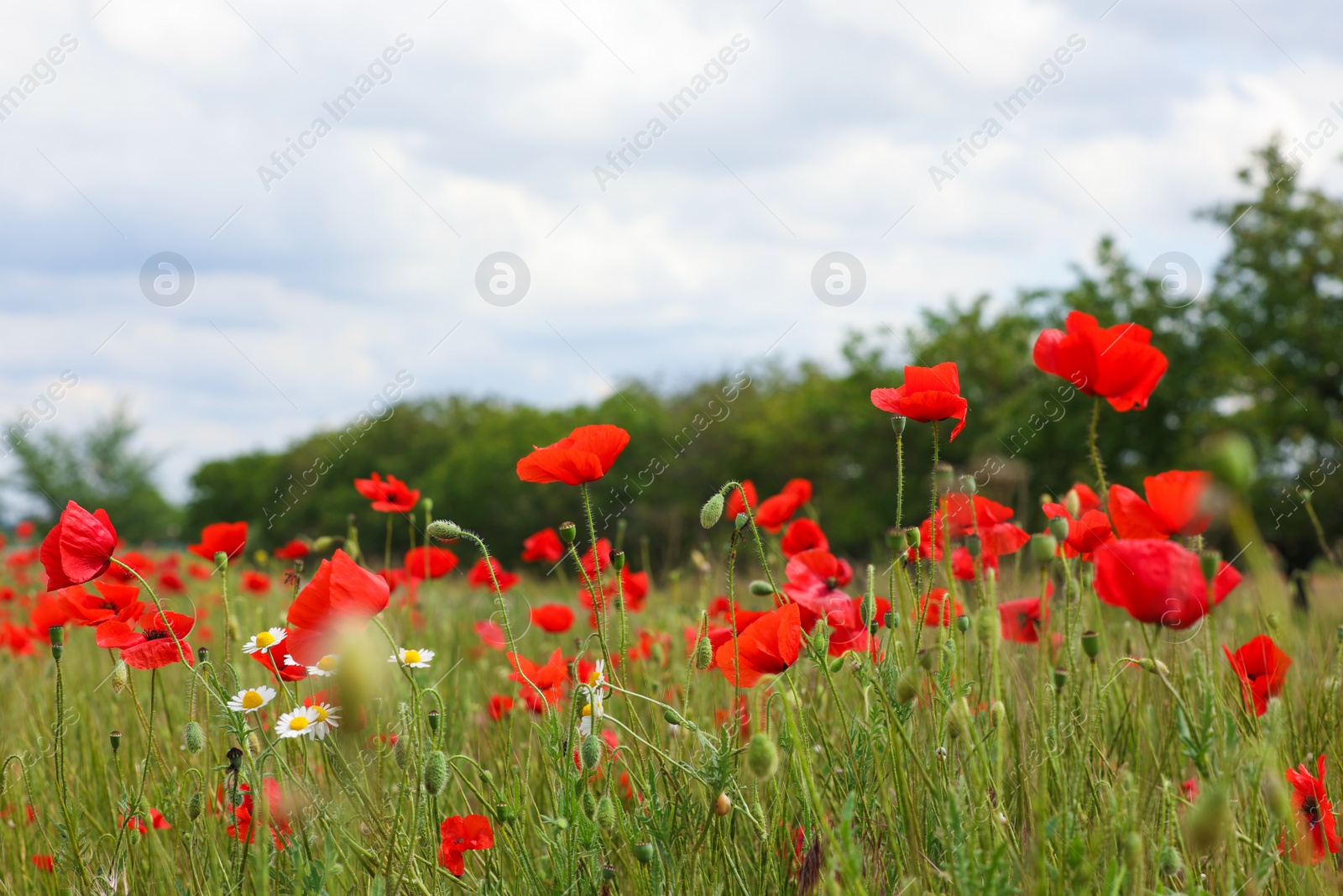 Photo of Beautiful red poppy flowers growing in field