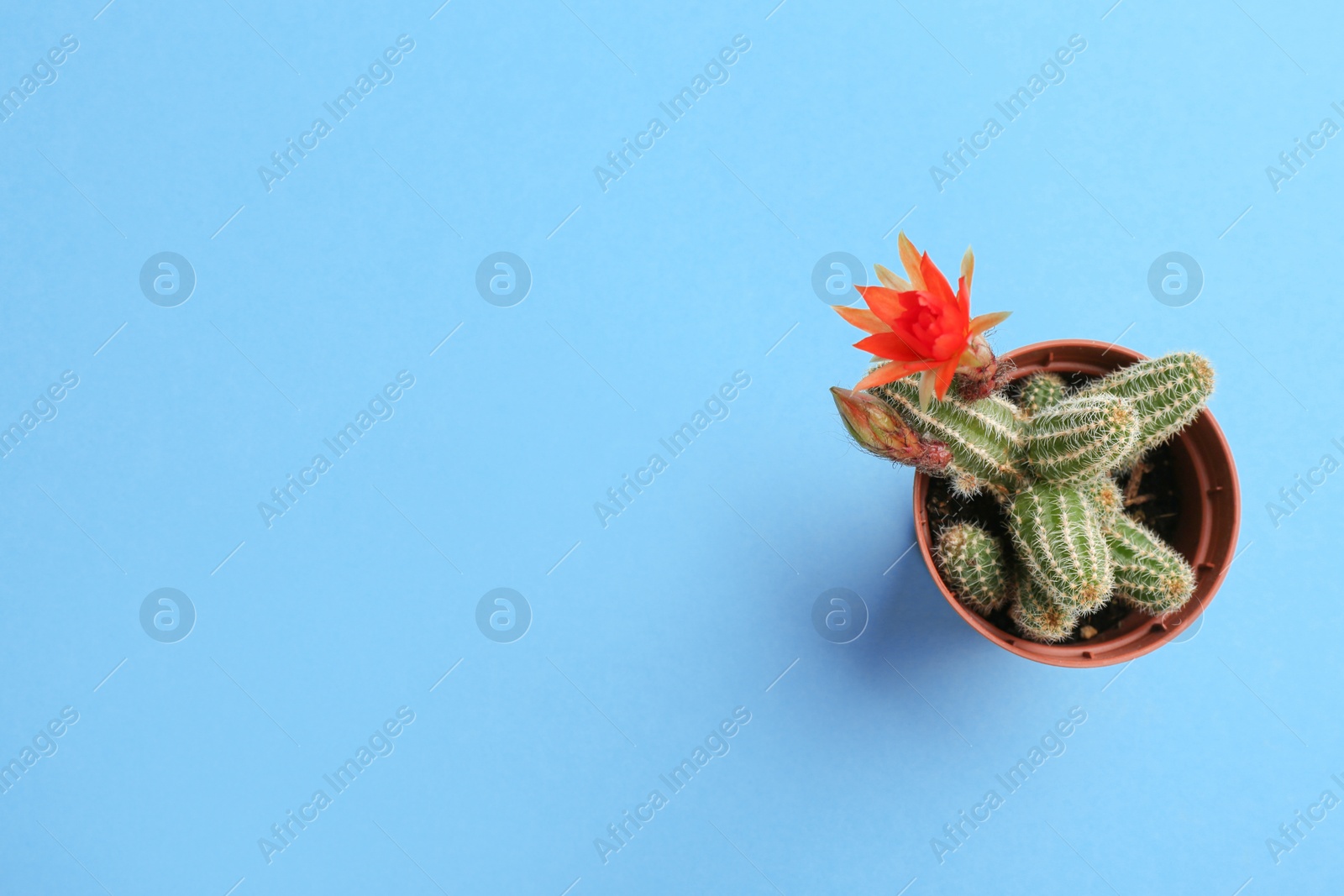 Photo of Cactus (Echinopsis chamaecereus) with beautiful red flower in pot on color background, top view. Space for text