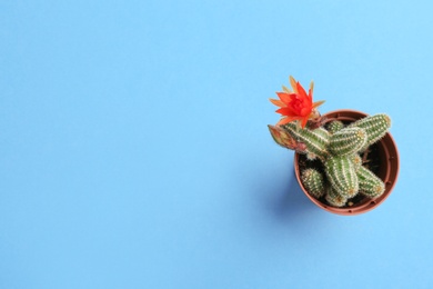Photo of Cactus (Echinopsis chamaecereus) with beautiful red flower in pot on color background, top view. Space for text