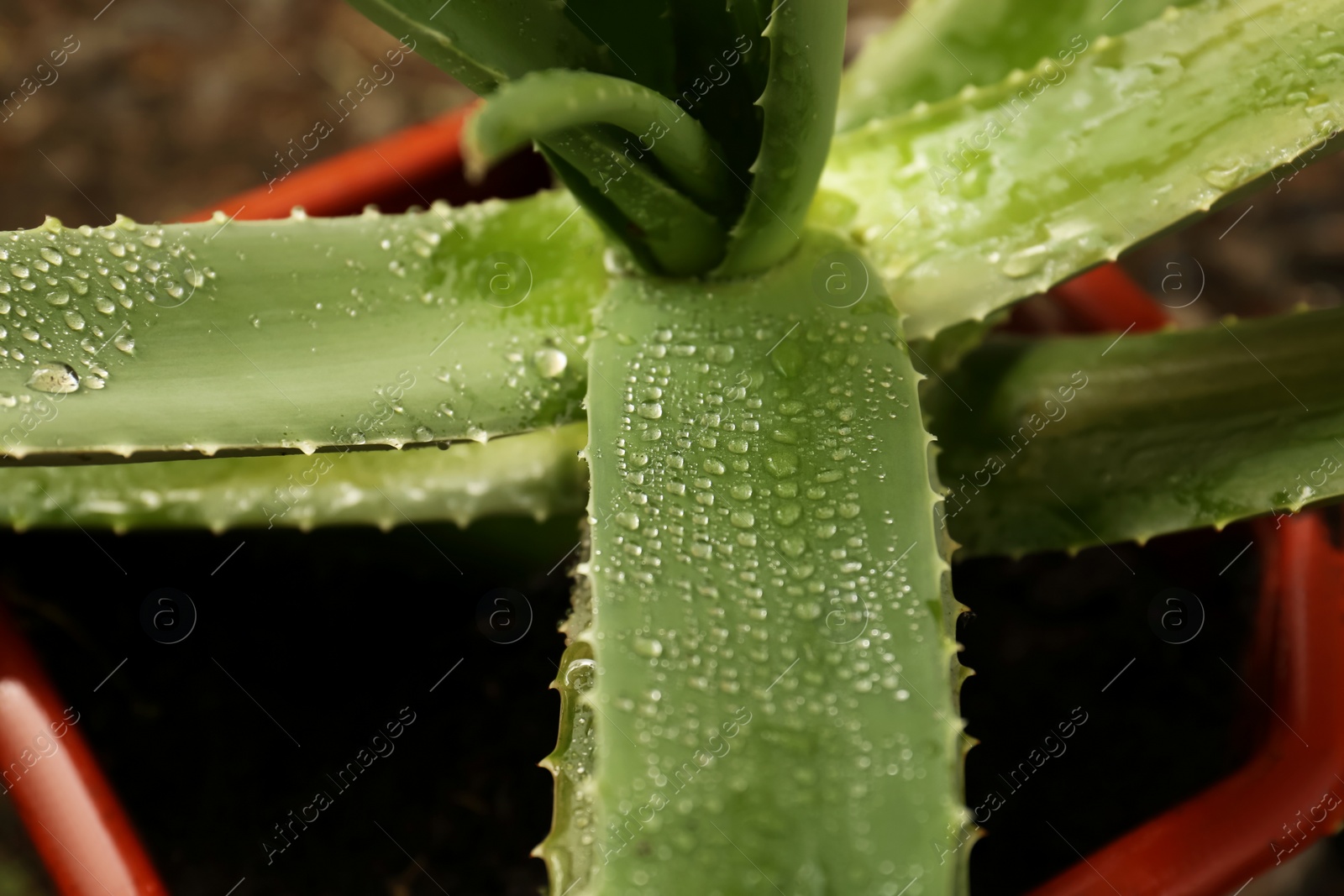 Photo of Fresh aloe vera plant with water drops in pot on blurred background, closeup