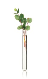 Photo of Eucalyptus branch with green leaves in test tube on white background