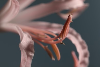 Photo of Beautiful pink Bowden flower on blurred background, macro view