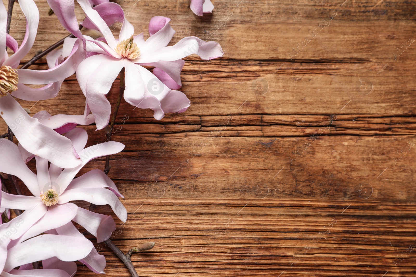Photo of Magnolia tree branches with beautiful flowers on wooden table, flat lay. Space for text